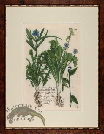 Weinmann Burl with Gold DM 10